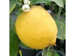 FAS- Limoni 9,5 Kg